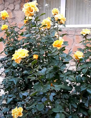 Розовая гармония: фотографии роз во дворе
