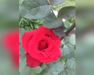Фото роз во дворе: неповторимые кадры природной красоты