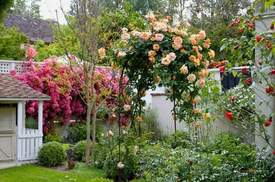 Красота природы на ваш выбор: изображения роз во дворе