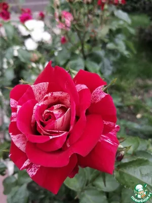 Изысканная красота: фото роз во дворе