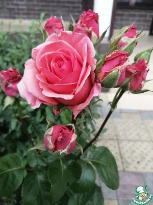 Розы во дворе: фотография, достойная восхищения