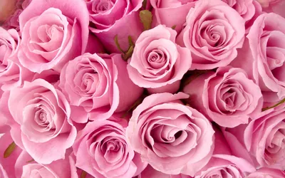 Изображение розы в формате webp для использования на сайте