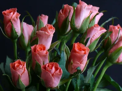 Красивые розы высокого разрешения в формате jpg для скачивания