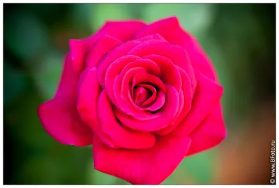 Фото розы высокого разрешения для использования на сайте