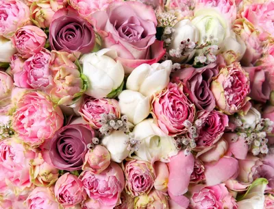 Красивые розы высокого разрешения в формате png для использования в блоге