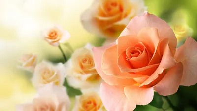 Фото розы в формате png для использования в рекламе