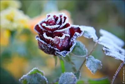 Изображение розы в формате webp для создания открыток