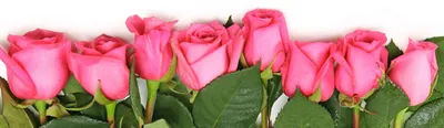 Красивые розы высокого разрешения в формате jpg для создания коллажей