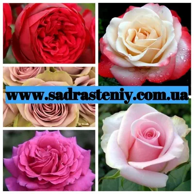 Изображение розы в формате jpg для использования в каталоге