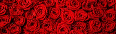 Фотография розы в формате webp для использования в рекламных баннерах