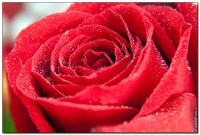 Изображение розы в формате png