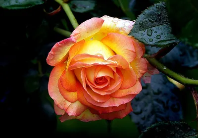 Красивые розы высокого разрешения для скачивания