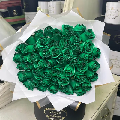 Розы зеленого цвета: великолепные фото