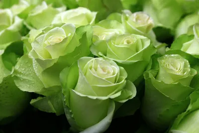 Эффектные зеленые розы: фотография вашей мечты
