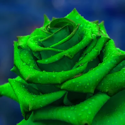 Удивительное разнообразие зеленых роз: фото на выбор