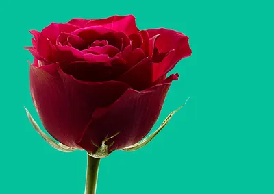 Эксклюзивные фото зеленых роз: бесплатная загрузка