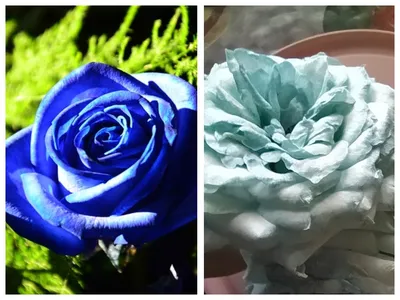 Волшебные розы зеленого оттенка: качественные фото