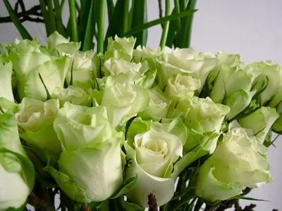 Удивительные изображения зеленых роз: фото на выбор