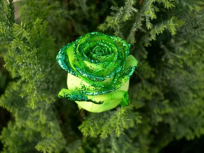 Очаровательные зеленые розы: пленяющие изображения