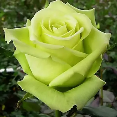 Прекрасные зеленые розы: лучшие снимки