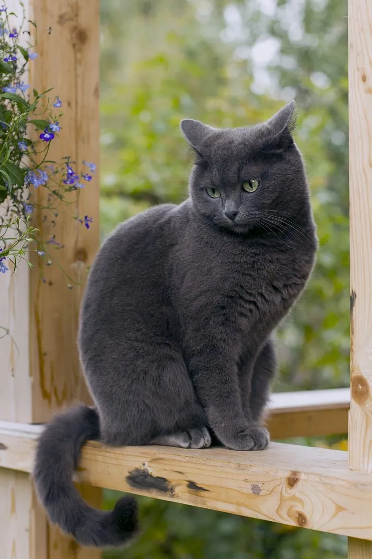 Фото Русская голубая кошка, более 98 качественных бесплатных стоковых фото