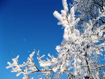 Ледяные скульптуры природы: Изображения русской зимы