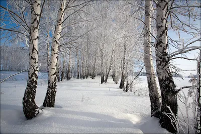 Зимний фотоальбом: Фотка русской зимы в формате JPG