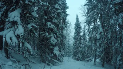 Волшебство зимнего Русского леса: уникальные фото