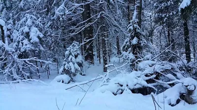 Удивительные виды зимнего Русского леса: бесплатные фото и обои