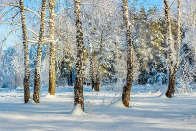 Встреча с зимним Русским лесом: потрясающие фото отчеты