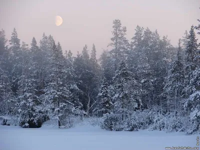 Застывший во времени Русский лес зимой: красота на фотографиях