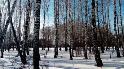 Встреча с природой: фотооглядка зимнего Русского леса