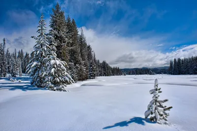 Замороженная красота Русского леса: фото в HD, Full HD и 4K для бесплатного скачивания