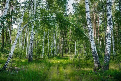 Фото русского леса в формате JPG для скачивания бесплатно