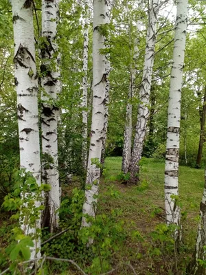 Фототур: Искусство запечатлеть красоту Русского леса