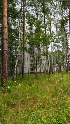 Природа в объективе: Фотографии Русского леса передают гармонию