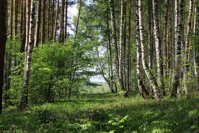 4K фото лесного пейзажа в максимальном качестве