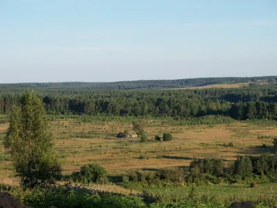 Бесплатные изображения русского леса для скачивания