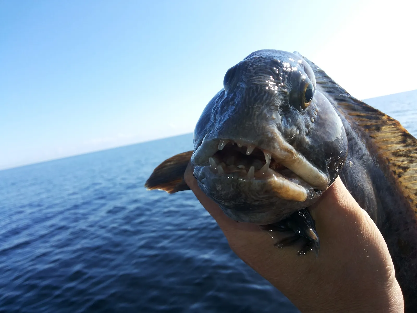 Сколько видов рыб водится в охотском. Пинагор Баренцева моря. Морской бычок Баренцево море. Рыба собака Охотское море. Зубатка Баренцево море.