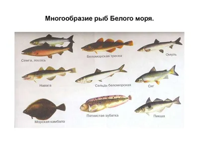 Изображения рыб белого моря: выбирайте свой идеальный вариант