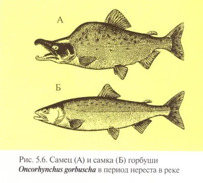 Уникальные фотографии рыб белого моря для скачивания