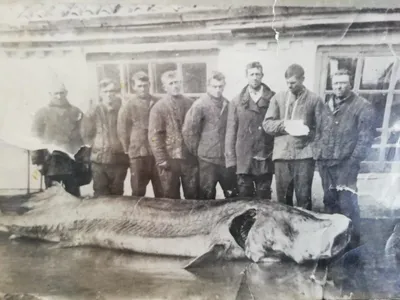 Фотографии рыб Азовского моря: от ярких до меланхоличных