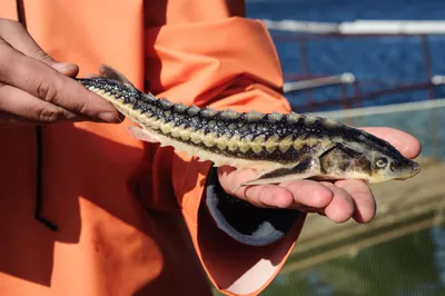 Удивительное разнообразие рыб Азовского моря на фото