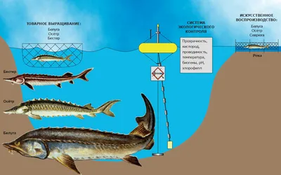 Рыбы Азовского моря: фотографии с прекрасными деталями