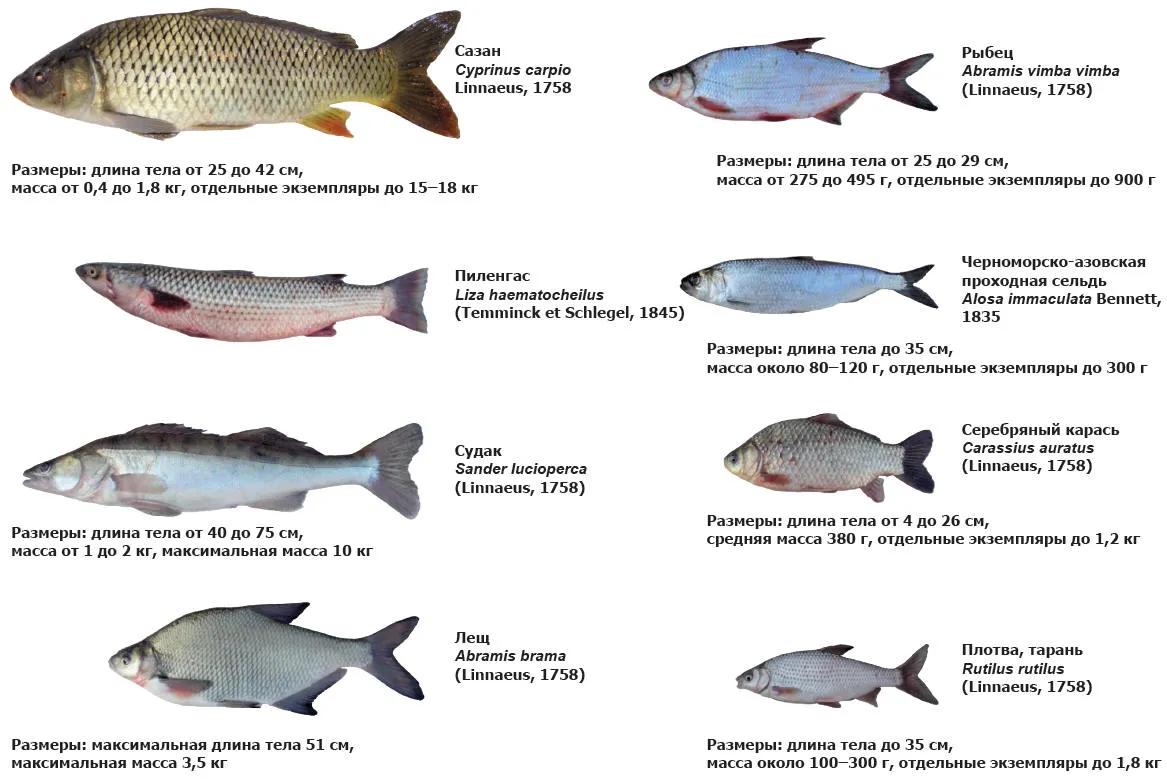 Основные промысловые рыбы. Промысловые рыбы Азовского моря. Промысловый размер рыбы. Основные семейства промысловых рыб таблица. Классификация промысловых рыб.