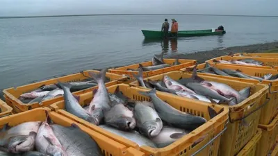 Фото рыб Азовского моря: от маленьких до огромных