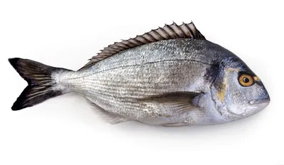 Изображение рыбы дорадо: выберите понравившийся размер