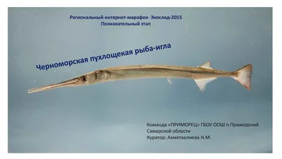 Фотка рыбы иглы: высококачественное изображение для печати