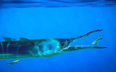 Фотка рыбы иглы в формате WebP: оптимальное сжатие