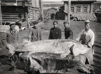 Большая калуга с максимальным весом на фото